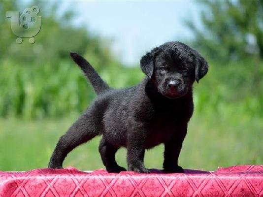PoulaTo: Yorkshire Terrier καθαροαιμα κουταβια   Αθηνα-Κρητη-Νησια 6979314054